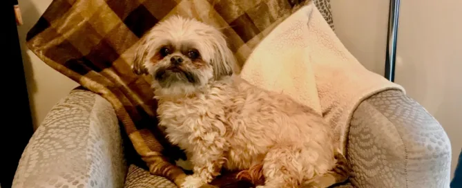 My Cherished Blanket - Lisa Kelley Speaks